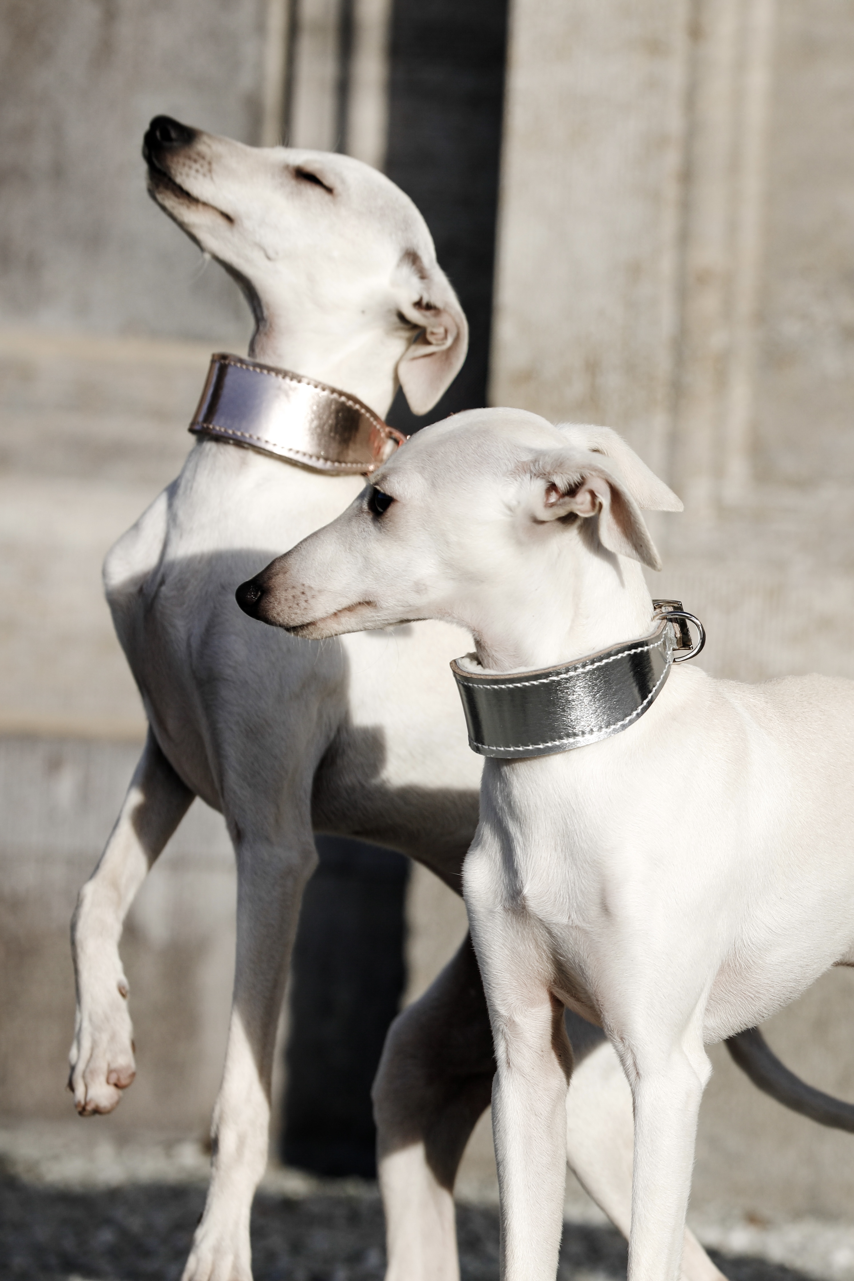 Halsband 4